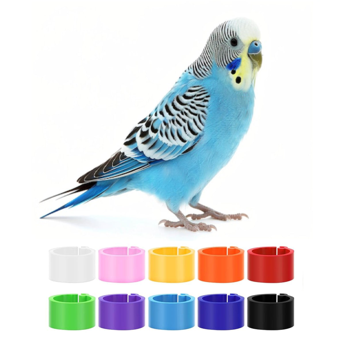 Custom Plastic Budgerigar Leg Clips, Budgerigar Rings, Personalized Budgerigar Leg Bands