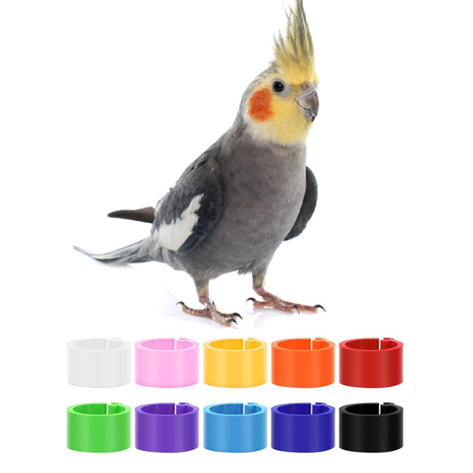 Custom Plastic Cockatiel Leg Clips, Cockatiel Rings, Personalized Cockatiel Leg Bands