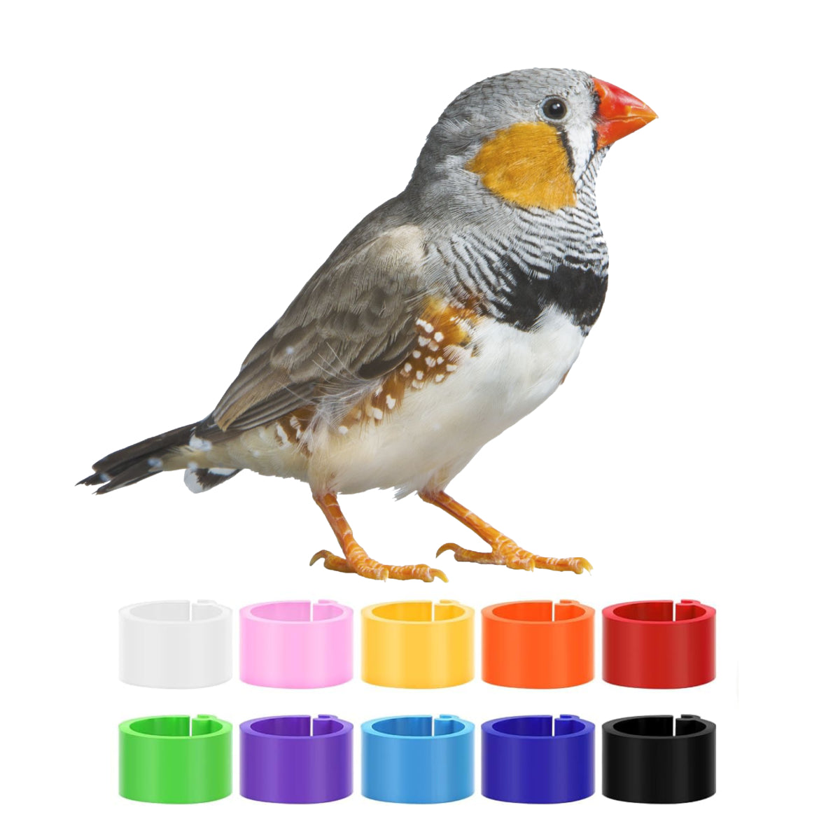 Custom Plastic Finch Leg Clips, Finch Rings, Personalized Finch Leg Bands