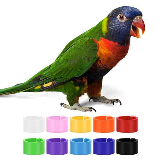 Custom Plastic Lorikeet Leg Clips, Lorikeet Rings, Personalized Lorikeet Leg Bands