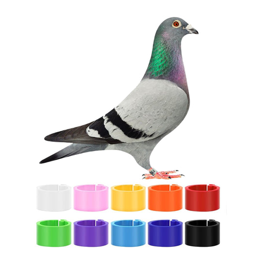 Custom Plastic Pigeon Leg Clips, Pigeon Rings, Personalized Pigeon Leg Bands